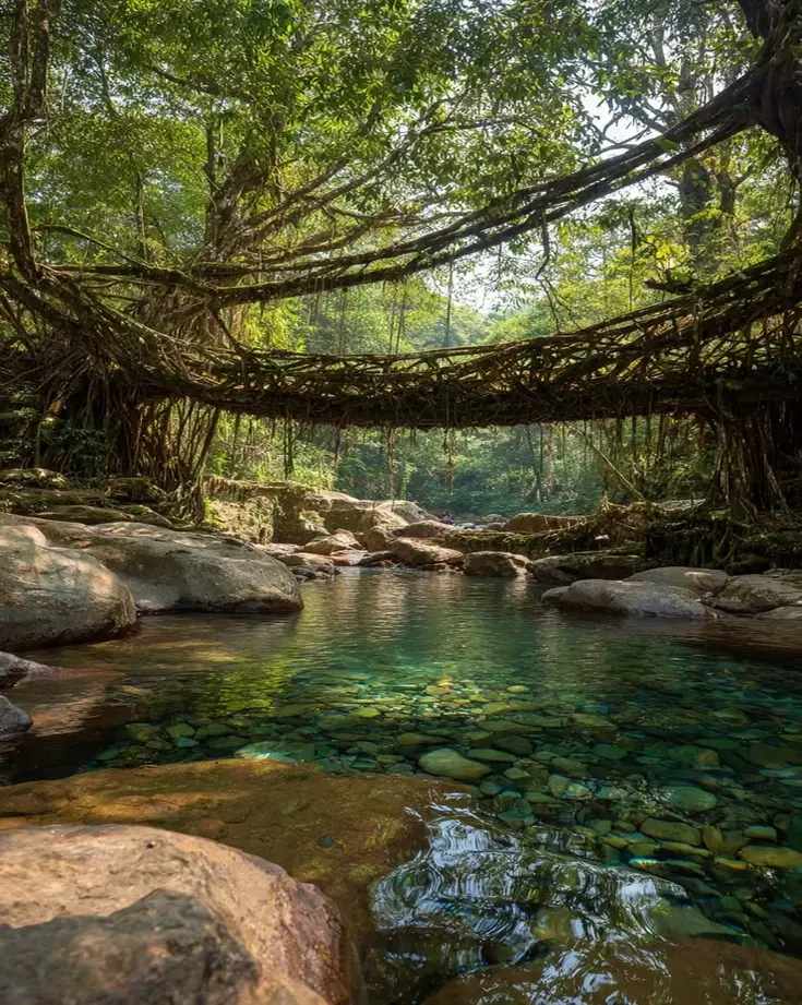 Living root bridges in Kerala —